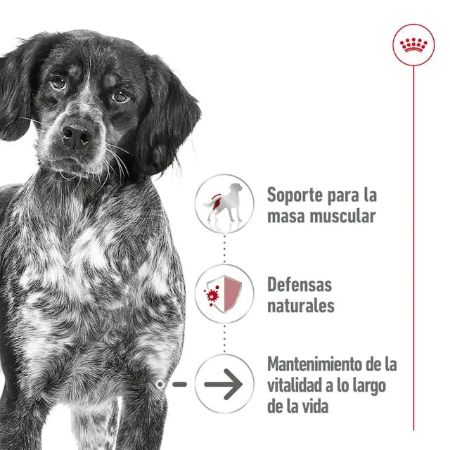 Royal Canin Medium Ageing 410gr lata perro húmedo - Mejor Precio - Mascotas Ávila