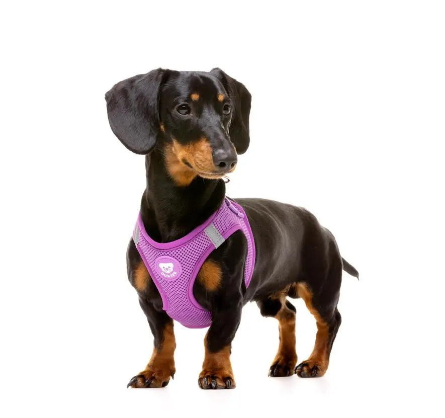 DUKIER ARNÉS BODY PURPLE L