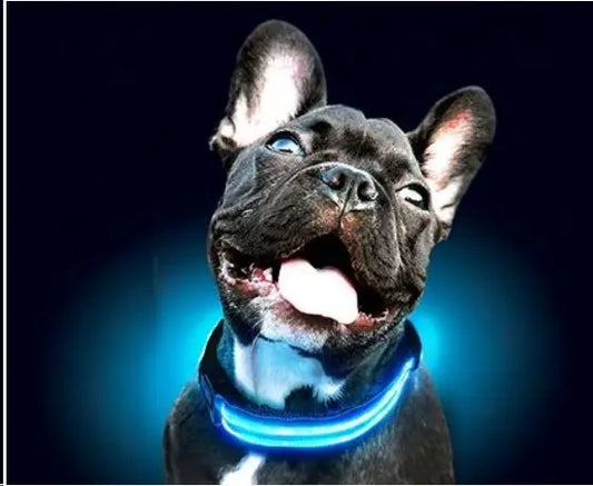 COLLAR LED S AZUL CON BATERIA Freedog