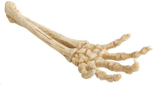 AQUA D'ELLA ESQUELETO MANO 26,8x9,4x4,5cm (skeleton hand)